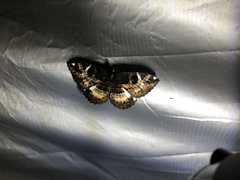 Erebus terminitincta