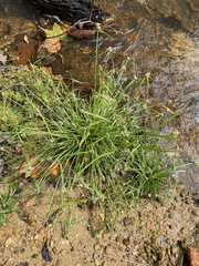 Cyperus hortensis