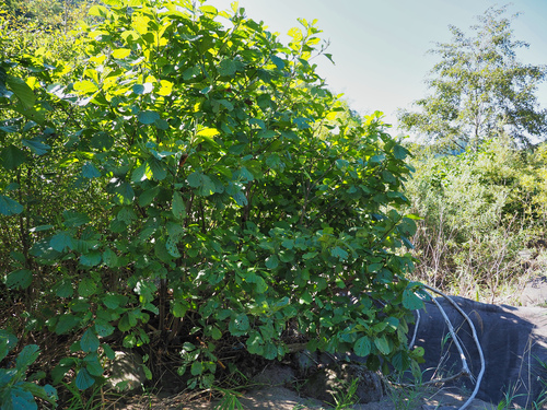 Alnus serrulatoides iNat (1)
