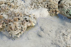 Baseodiscus quinquelineatus