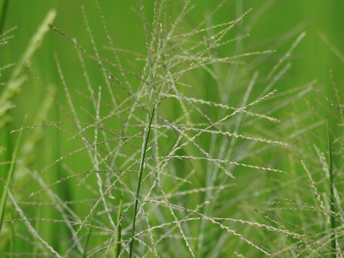 Image of Dinebra chinensis by no rights reserved