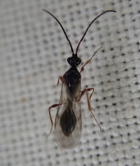 Belytinae