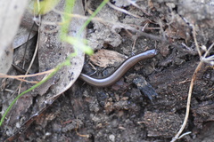 Hemiergis decresiensis