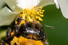 Xylocopa appendiculata circumvolans