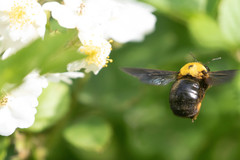 Xylocopa appendiculata circumvolans