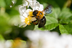 Xylocopa appendiculata circumvolans
