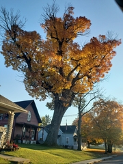 Fraxinus pennsylvanica subintegerrima
