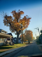 Fraxinus pennsylvanica subintegerrima