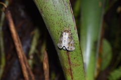 Disphragis tharis