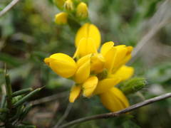 Genista hispanica