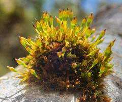 Orthotrichum columbicum
