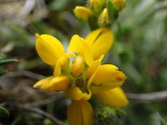 Genista hispanica