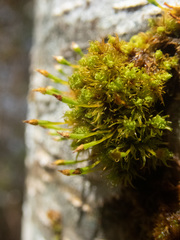 Ulota obtusiuscula