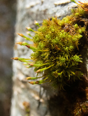 Ulota obtusiuscula