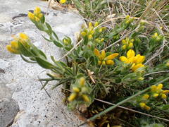 Genista hispanica