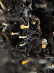 Eustilbum aureum