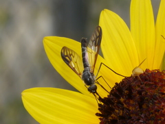 Thevenetimyia maculipennis