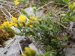 Genista hispanica