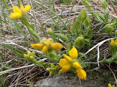 Genista hispanica