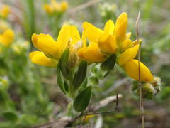 Genista hispanica