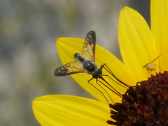 Thevenetimyia maculipennis