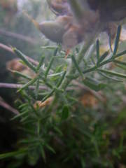 Genista hispanica