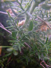 Genista hispanica