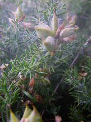 Genista hispanica