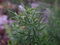 Genista hispanica