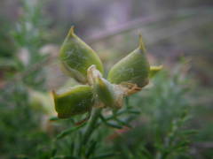 Genista hispanica
