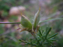 Genista hispanica
