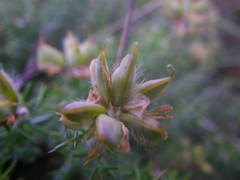 Genista hispanica