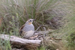 Spotted Quail-Thrush photo 2