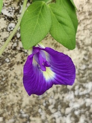 Clitoria ternatea