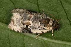 Celypha woodiana