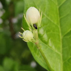 Jasminum sambac