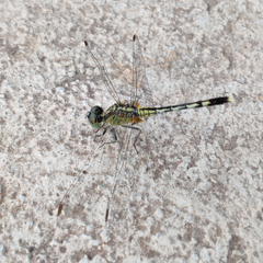 Diplacodes trivialis