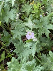 Geranium ornithopodioides
