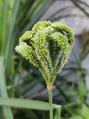 Eleusine coracana