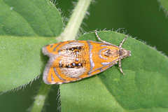 Olethreutes arcuella