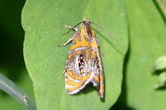 Olethreutes arcuella