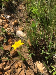 Hypoxis parvifolia