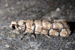 Blastesthia tessulatana