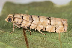 Blastesthia tessulatana