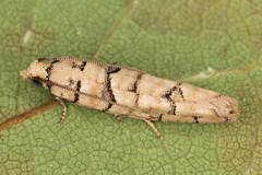 Blastesthia tessulatana