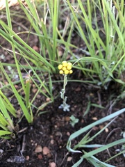 Helichrysum cephaloideum