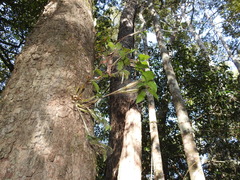 Dendrobium tetragonum