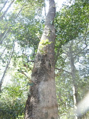 Dendrobium tetragonum