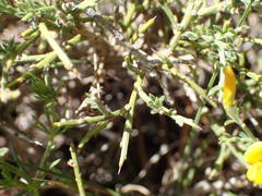 Genista martinii