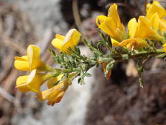 Genista martinii